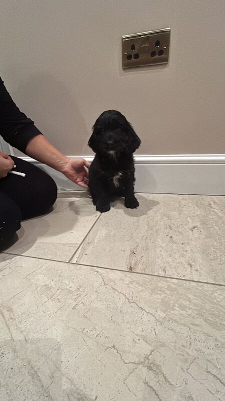 Cockapoo puppies for sale in Downham Market, Norfolk – 1 year old - Image 1 of 3