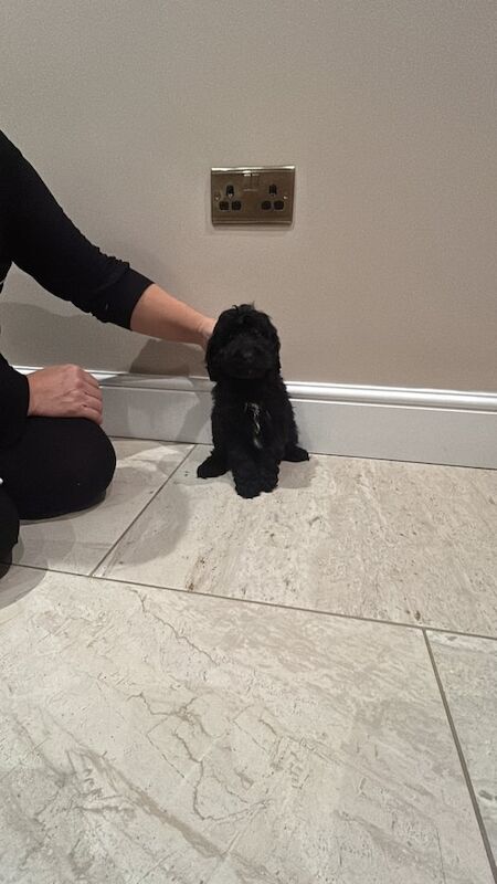 Cockapoo puppies for sale in Downham Market, Norfolk – 1 year old - Image 2 of 3