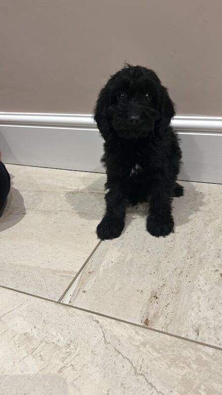 Cockapoo puppies for sale in Downham Market, Norfolk – 1 year old - Image 3 of 3