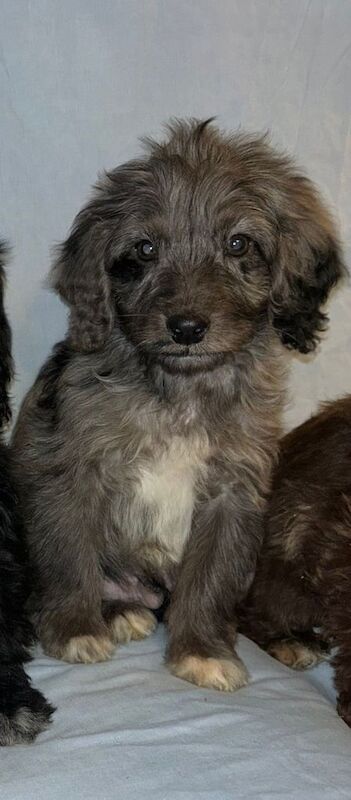 Cockapoo puppies for sale in Swanley, Kent – 1 year old - Image 2 of 3