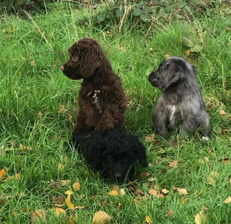 Cockapoo puppies for sale in Swanley, Kent – 1 year old - Image 3 of 3
