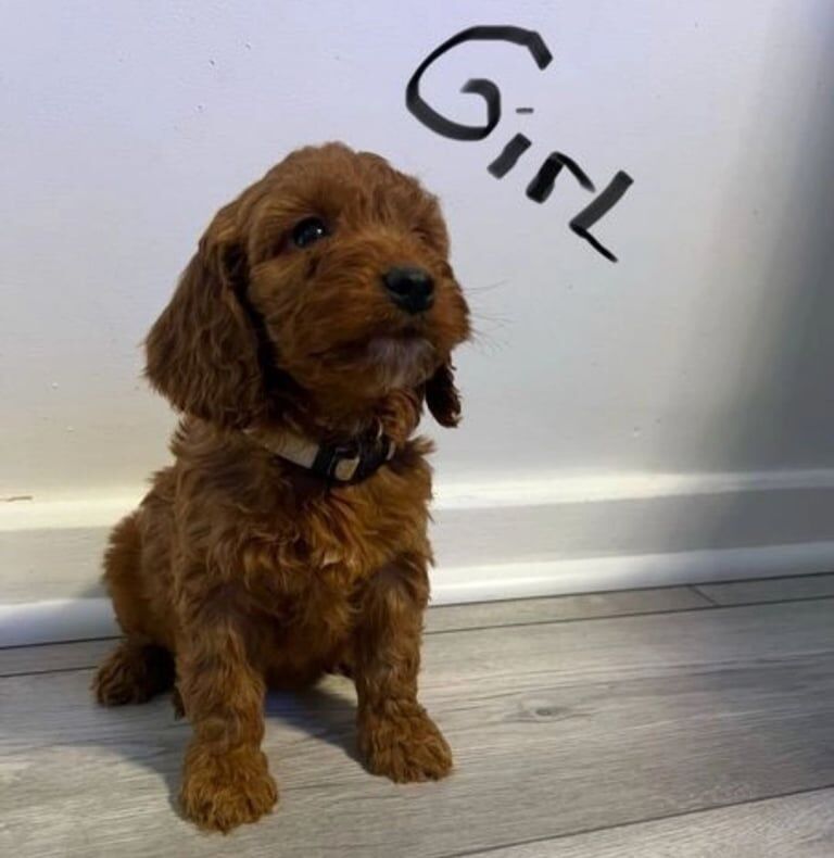 Cockapoo puppies for sale in Durham, Durham – 1 year old - Image 1 of 3
