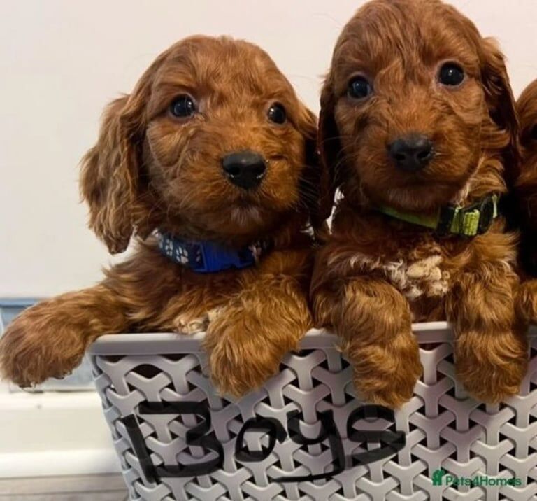 Cockapoo puppies for sale in Durham, Durham – 1 year old - Image 2 of 3