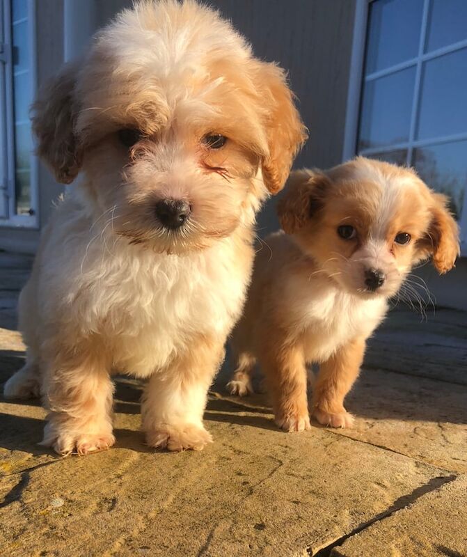 Cockapoo puppies for sale in Kidlington, Oxfordshire – 1 year old - Image 3 of 3