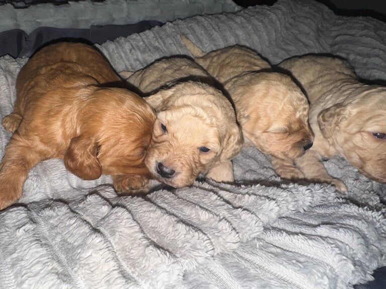 Cockapoo puppies for sale in Armagh, County Armagh – 1 year old - Image 2 of 3
