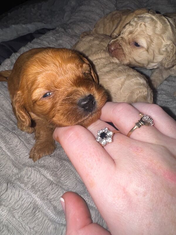 Cockapoo puppies for sale in Armagh, County Armagh – 1 year old - Image 3 of 3