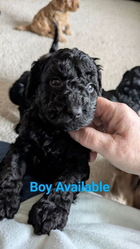 Cockapoo puppies for sale in Pocklington, East Riding of Yorkshire – 1 year old - Image 2 of 3