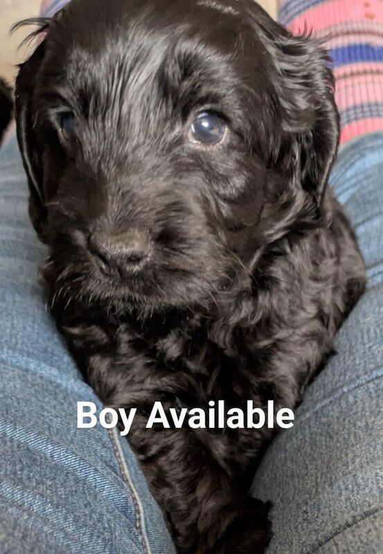 Cockapoo puppies for sale in Pocklington, East Riding of Yorkshire – 1 year old - Image 3 of 3