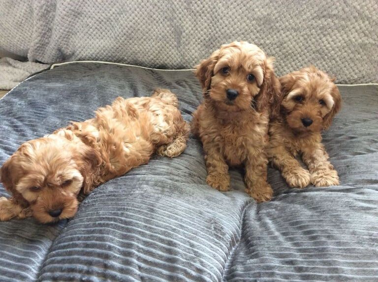 Cockapoo puppies for sale in Newtownbutler, County Fermanagh – 1 year old - Image 2 of 3