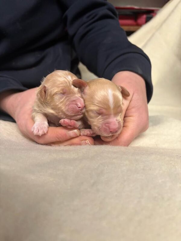 Cockapoo puppies - Image 2 of 3