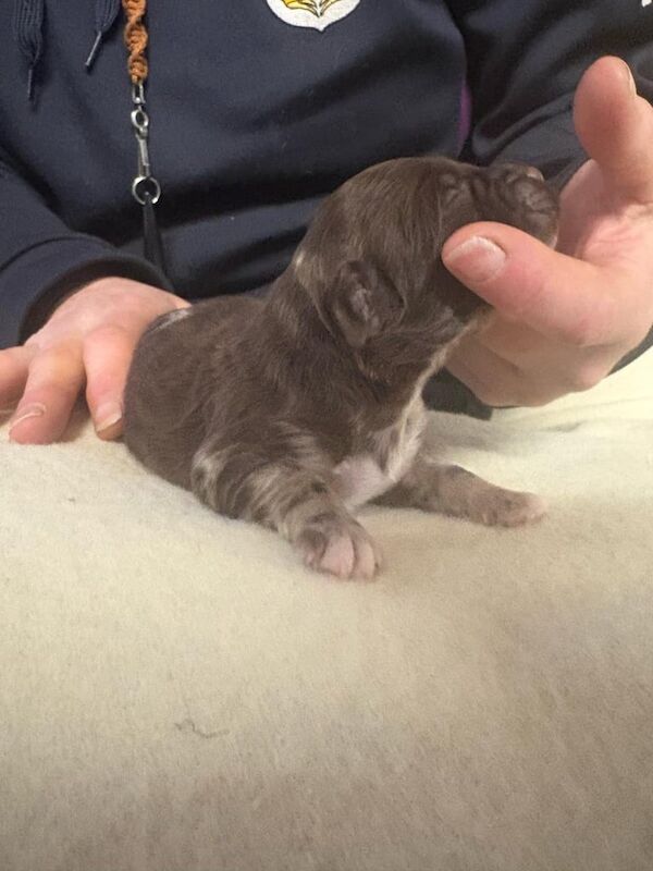 Cockapoo puppies - Image 3 of 3