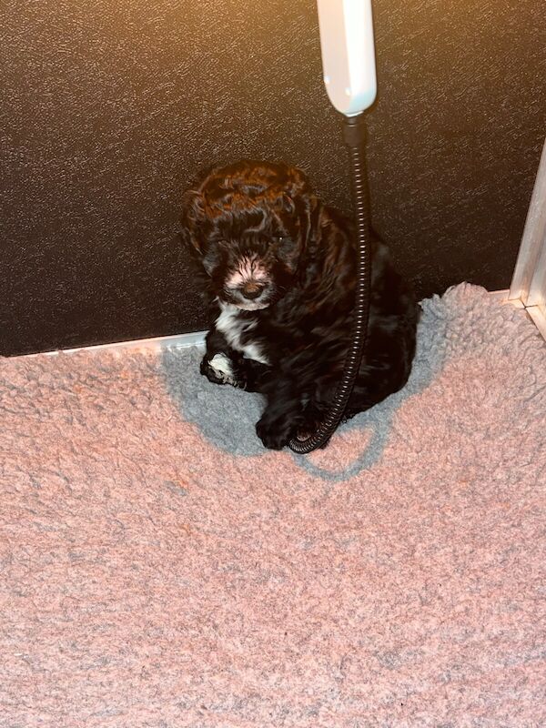 Cockapoo Puppies - Image 2 of 3