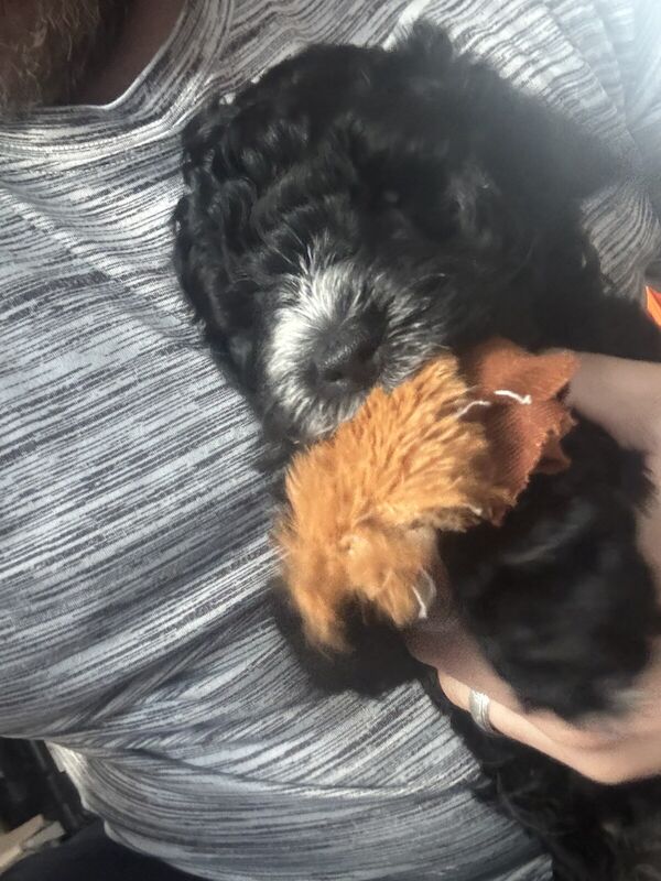 Cockapoo Puppies - Image 3 of 3