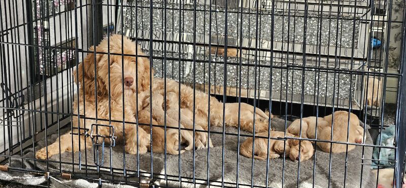Cockapoo puppies - Image 2 of 3