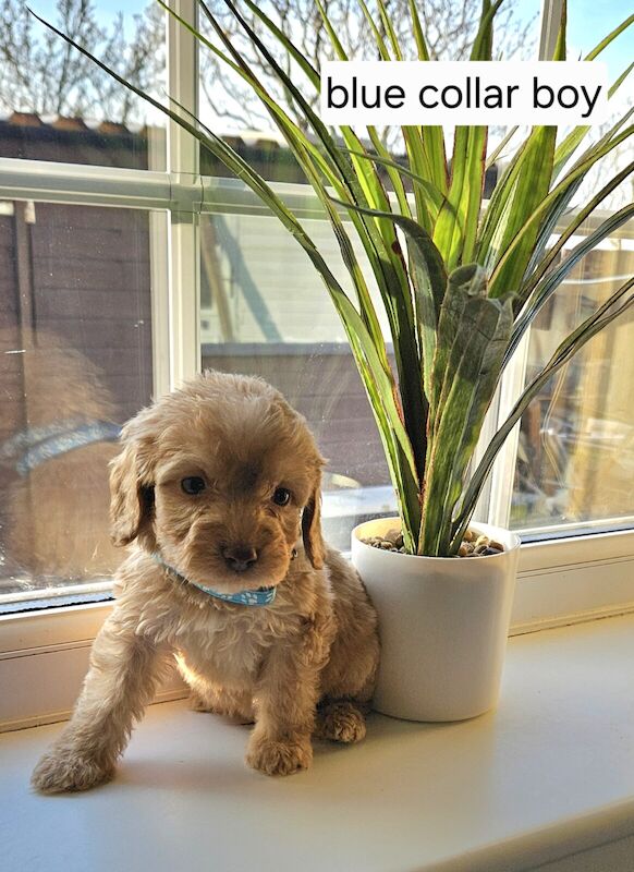 Cockapoo puppies - Image 3 of 3