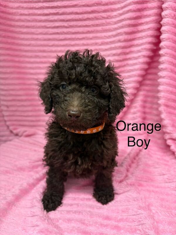 Cockapoo puppies for sale in Cambridge, Cambridgeshire – 1 year old - Image 1 of 3