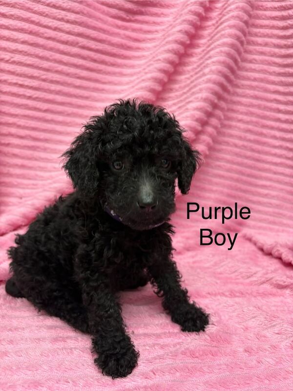 Cockapoo puppies for sale in Cambridge, Cambridgeshire – 1 year old - Image 2 of 3
