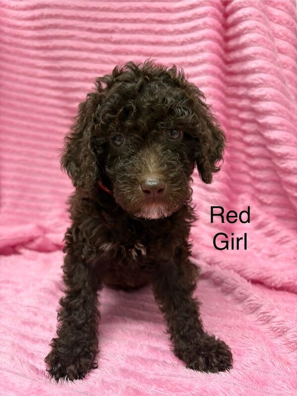 Cockapoo puppies for sale in Cambridge, Cambridgeshire – 1 year old - Image 3 of 3