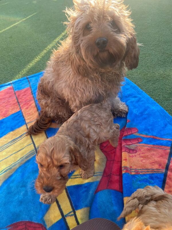 Cockapoo puppies - Image 2 of 3