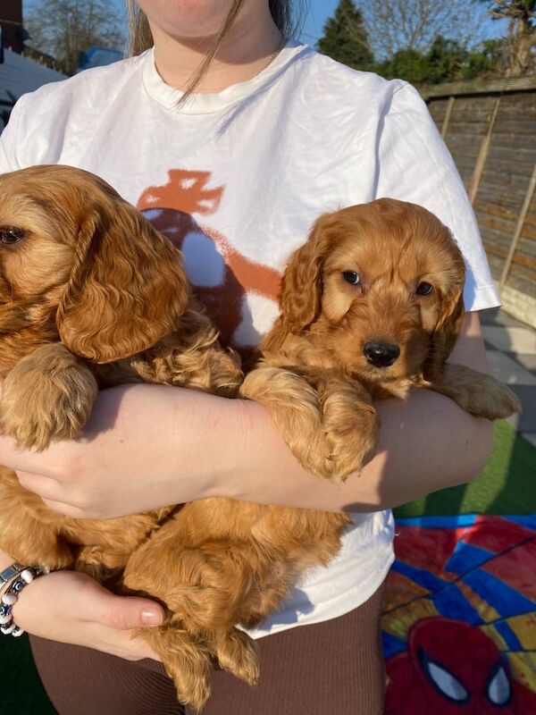 Cockapoo puppies - Image 3 of 3