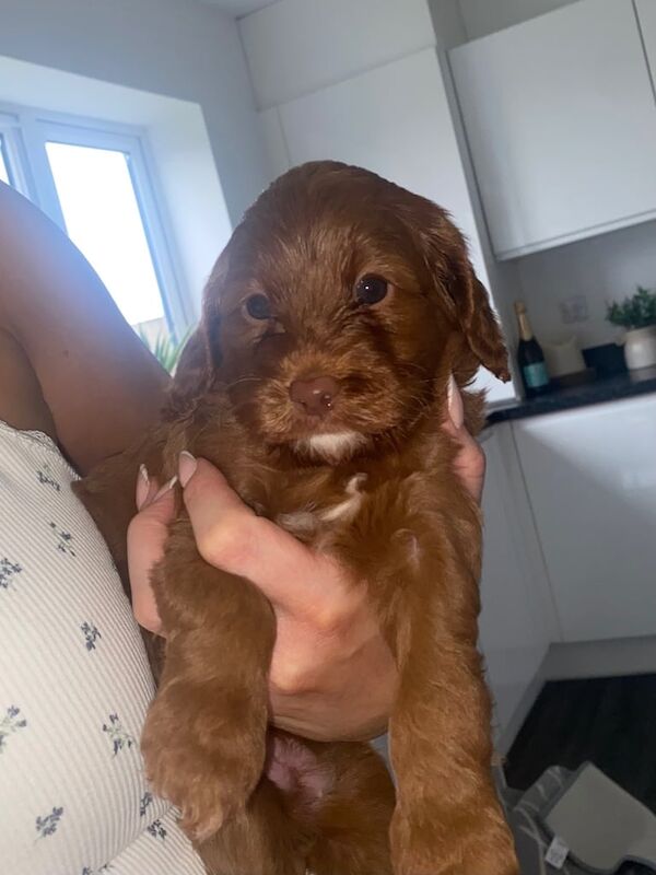 Cockapoo puppies for sale in Ashford, Kent – 10 months old - Image 3 of 3
