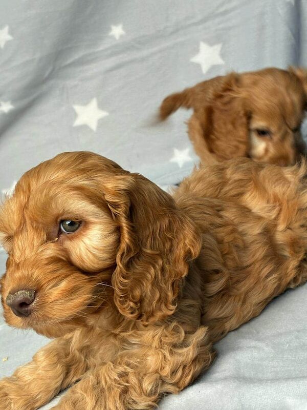 Cockapoo puppies for sale in Hackney, Greater London – 10 months old - Image 3 of 3
