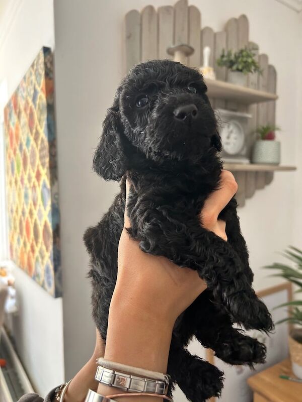 Cockapoo puppies for sale in Saundersfoot, Dyfed – 9 months old - Image 2 of 3