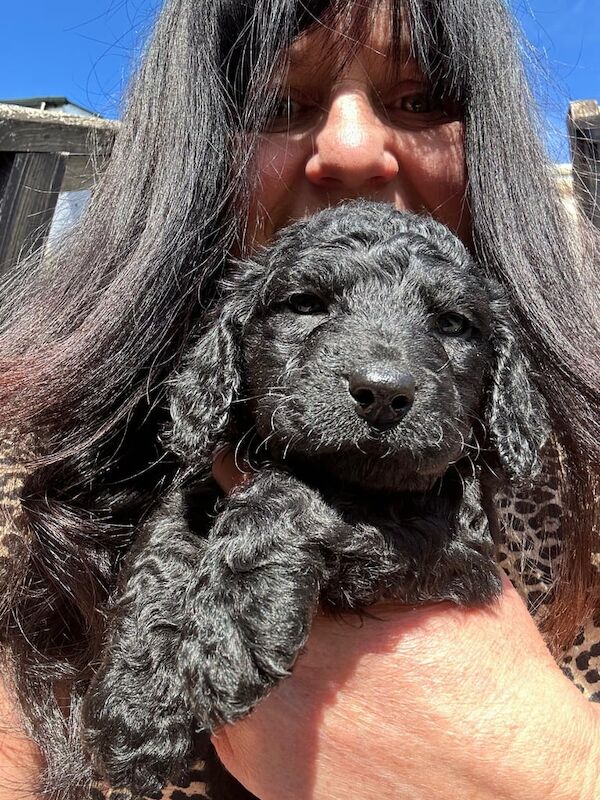 Cockapoo puppies for sale in Saundersfoot, Dyfed – 9 months old - Image 3 of 3