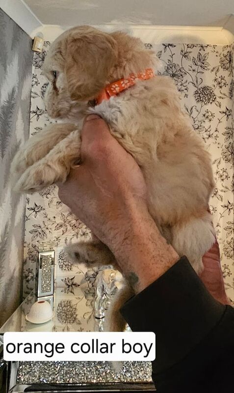 Cockapoo puppies for sale in New Marske, North Yorkshire – 12 months old - Image 2 of 3