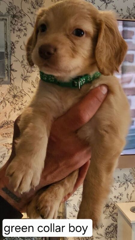 Cockapoo puppies for sale in New Marske, North Yorkshire – 12 months old - Image 3 of 3