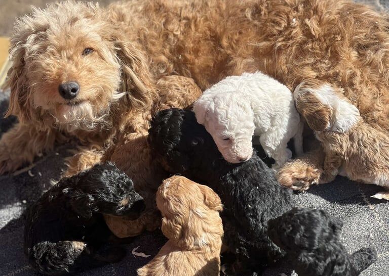 Cockapoo puppies - Image 1 of 3