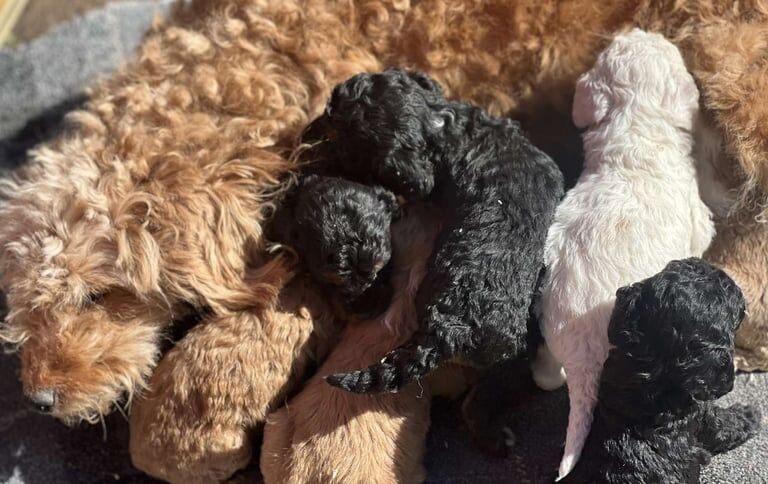 Cockapoo puppies - Image 2 of 3