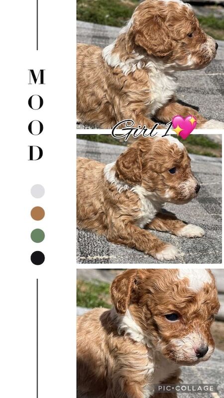 Cockapoo puppies - Image 3 of 3