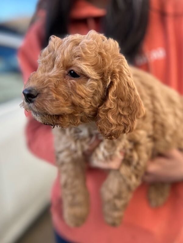 Cockapoo Puppies - Image 2 of 3