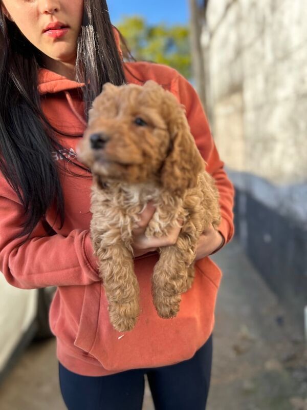 Cockapoo Puppies - Image 3 of 3