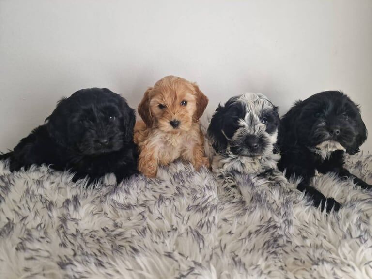 Cockapoo puppies - Image 2 of 3