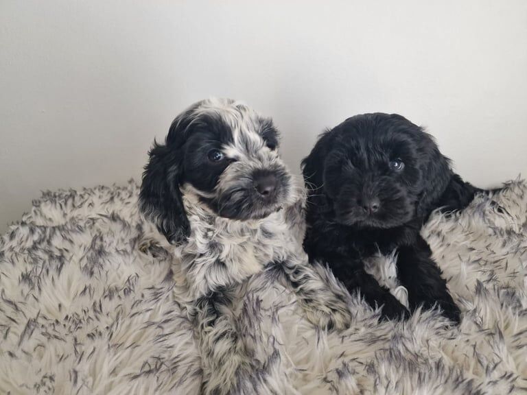 Cockapoo puppies - Image 3 of 3