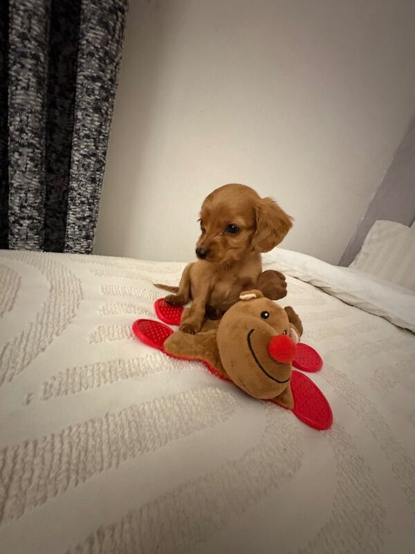 Cockapoo Puppies - Image 2 of 3