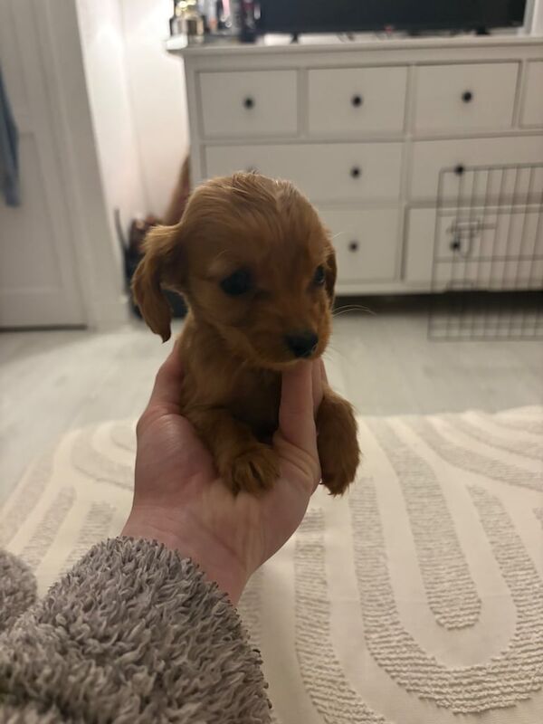 Cockapoo Puppies - Image 3 of 3