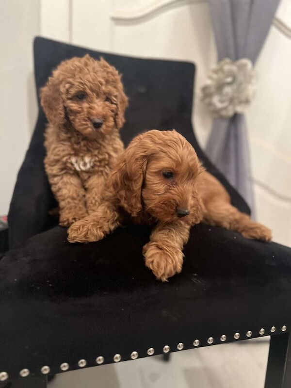 cockapoo puppies for sale in Bonnybridge, Stirling and Falkirk