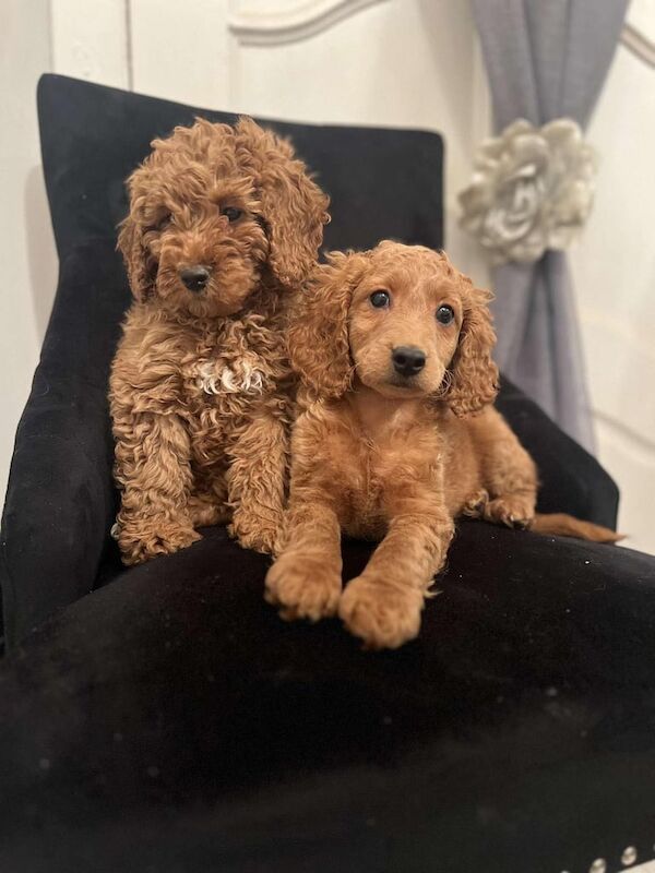 Cockapoo puppies for sale in Bonnybridge, Stirling and Falkirk – 11 months old - Image 2 of 3