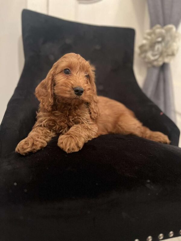 Cockapoo puppies for sale in Bonnybridge, Stirling and Falkirk – 11 months old - Image 3 of 3