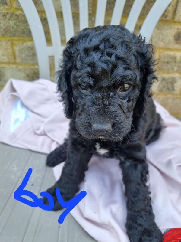 Cockapoo puppies for sale in Bedford, Bedfordshire