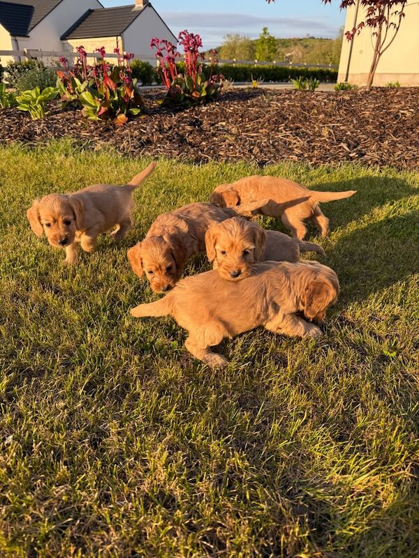 Cockapoo puppies for sale in Aughnacloy, County Tyrone