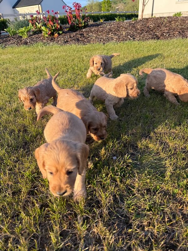 Cockapoo puppies - Image 2 of 3