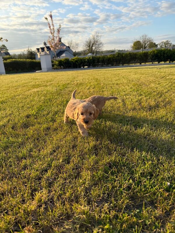 Cockapoo puppies - Image 3 of 3
