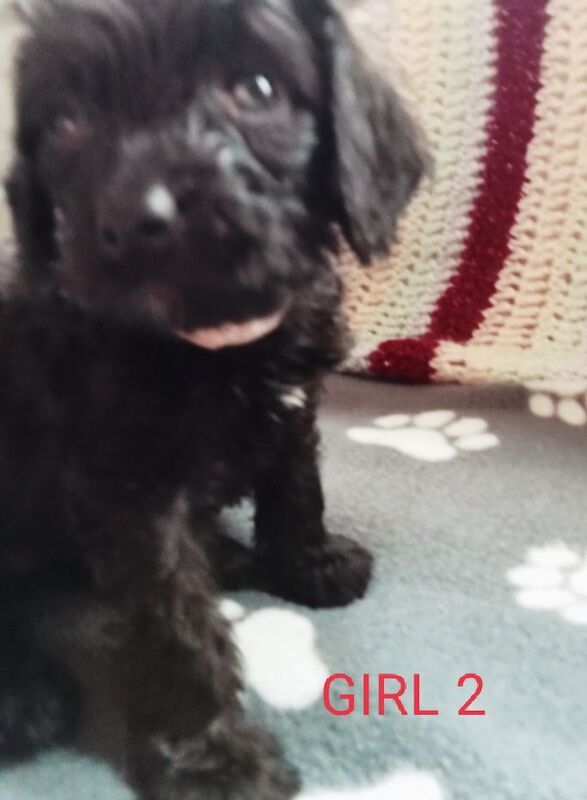 COCKAPOO Puppies for sale in South Side, City of Edinburgh | Image 2