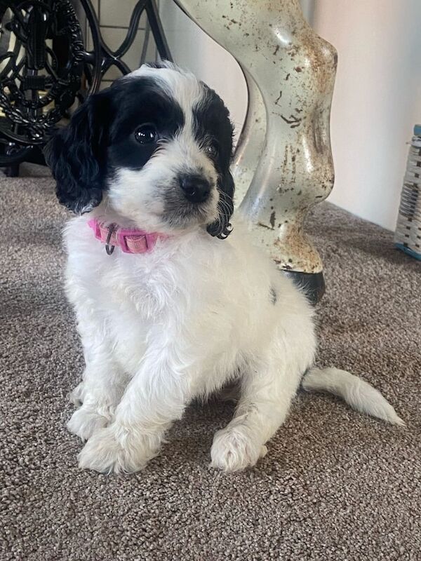Cockapoo puppies for sale in Reading, Berkshire