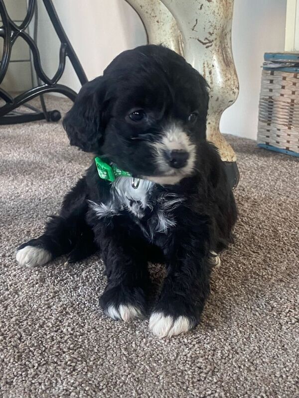 Cockapoo puppies for sale in Reading, Berkshire - Image 2