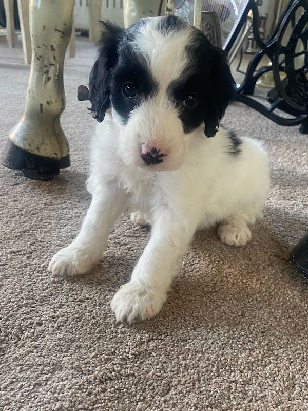 Cockapoo puppies for sale in Reading, Berkshire - Image 3